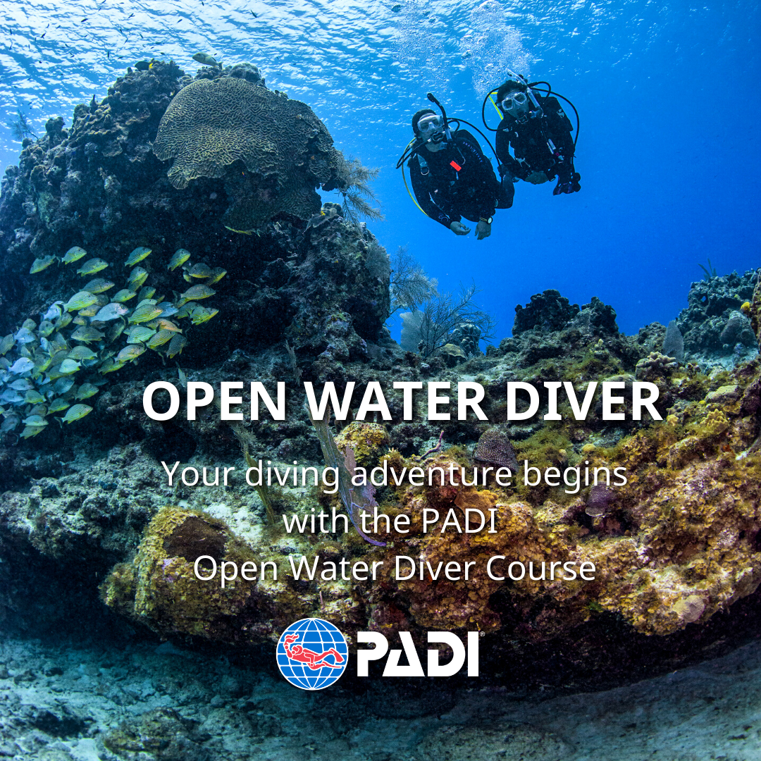 2 PADI DVD LOT! Visual Merchandising for Retail Store + Open Water Diver  Course